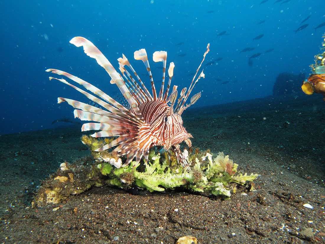 fish8